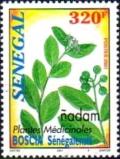 Colnect-2700-469-Nadam-or-Hanza-Boscia-senegalensis.jpg