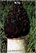 Colnect-3493-571-Phallus-impudicus.jpg