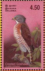 Colnect-2543-487-Crested-Goshawk-Accipiter-trivirgatus.jpg