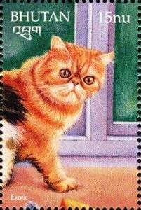 Colnect-3377-228-Exotic-Shorthair-Felis-silvestris-catus.jpg