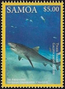 Colnect-3195-798-Tiger-Shark-Galeocerdo-cuvier.jpg