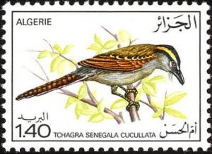 Colnect-1650-671-Black-crowned-Tchagra-Tchagra-senegala-cucullata.jpg