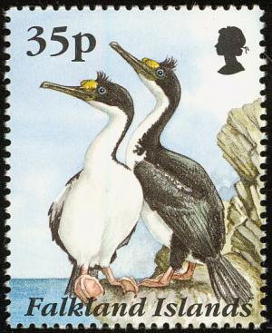 Colnect-1674-590-Imperial-Shag-Phalacrocorax-atriceps.jpg