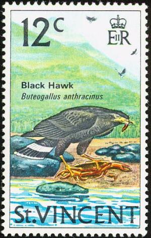 Colnect-1755-548-Common-Black-Hawk%C2%A0Buteogallus-anthracinus.jpg