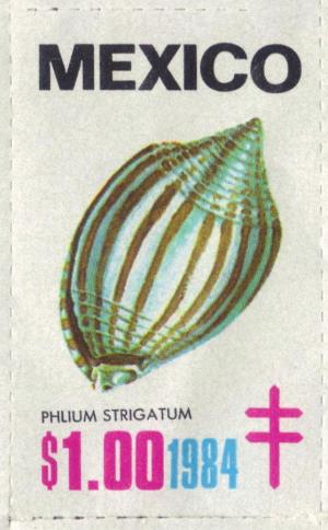 Colnect-2207-003-Phalium-strigatum.jpg