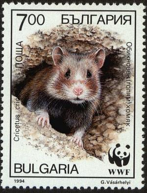 Colnect-5093-621-European-Hamster-Cricetus-cricetus.jpg