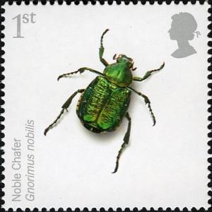 Colnect-521-277-Noble-Chafer-Gnorimus-nobilis.jpg