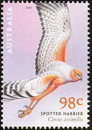 Colnect-5250-679-Spotted-Harrier-Circus-assimilis.jpg