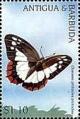 Colnect-4123-023-Charaxes-protoclea.jpg