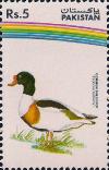 Colnect-2147-899-Common-Shelduck-Tadorna-tadorna.jpg