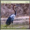 Colnect-5033-987-Goliath-Heron-----Ardea-goliath.jpg