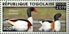 Colnect-5646-476-Common-Shelduck-Tadorna-tadorna.jpg