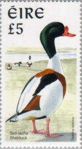 Colnect-129-423-Common-Shelduck-Tadorna-tadorna.jpg