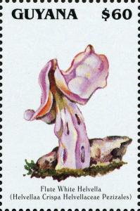 Colnect-3093-103-Helvella-crispa.jpg