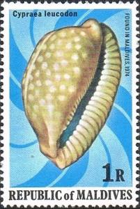 Colnect-2656-405-White-toothed-Cowry-Cypraea-leucodon.jpg