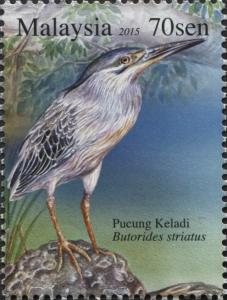 Colnect-2857-078-Striated-Heron-Butorides-striatus.jpg