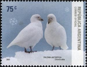 Colnect-1420-970-Snowy-Sheathbill-Chionis-alba.jpg