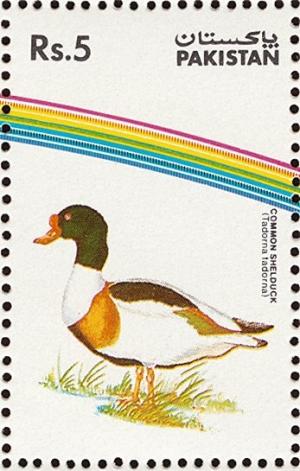 Colnect-2012-215-Common-Shelduck-Tadorna-tadorna.jpg