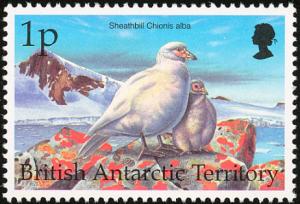 Colnect-2159-999-Snowy-Sheathbill-Chionis-alba.jpg