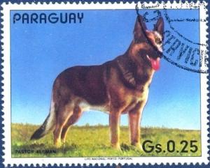 Colnect-2321-499-German-Shepherd-Canis-lupus-familiaris.jpg