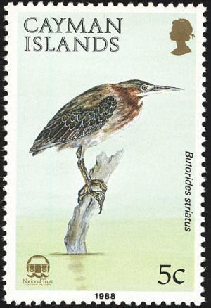 Colnect-2482-324-Striated-Heron-Butorides-striatus.jpg