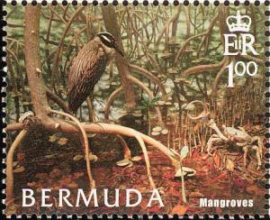 Colnect-2882-903-Yellow-crowned-Night-Heron-Nycticorax-violaceus---Mangrove.jpg