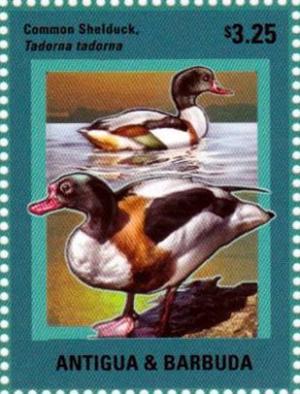 Colnect-2980-541-Common-Shelduck-Tadorna-tadorna.jpg