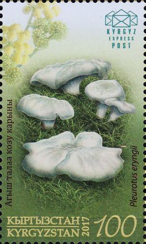 Colnect-4024-591-Boletus-of-the-steppes-Pleurotus-eryngii.jpg