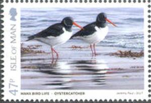 Colnect-4278-155-Oystercatcher-Haematopus-ostralegus.jpg