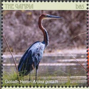 Colnect-5033-987-Goliath-Heron-----Ardea-goliath.jpg