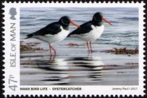 Colnect-5293-746-Oystercatcher-Haematopus-ostralegus.jpg