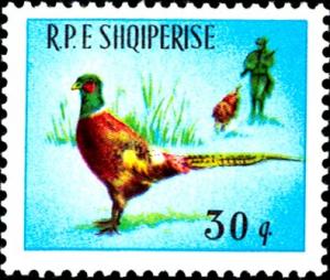 Colnect-5560-645-Ring-necked-Pheasant%C2%A0Phasianus-colchicus.jpg