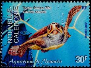 Colnect-858-291-Loggerhead-Caretta-caretta.jpg