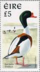 Colnect-129-423-Common-Shelduck-Tadorna-tadorna.jpg