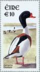 Colnect-129-900-Common-Shelduck-Tadorna-tadorna.jpg