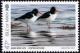 Colnect-5293-746-Oystercatcher-Haematopus-ostralegus.jpg