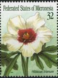 Colnect-4006-749-Hibiscus-trionum.jpg