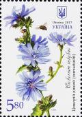 Colnect-4309-239-Common-chicory-Cichorium-intybus.jpg