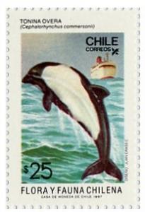 Colnect-673-896-Commerson--s-Dolphin-Cephalorhynchus-commersonii.jpg