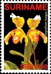 Colnect-4017-070-Paphiopedilum-insigne.jpg