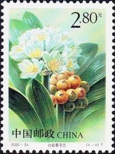 Colnect-2095-685-White-kaffir-lily.jpg