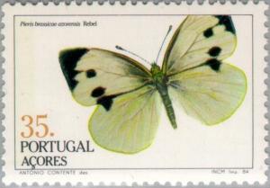 Colnect-186-037-Azorean-Cabbage-White-Pieris-brassicae-azorensis.jpg