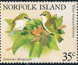 Colnect-2144-455-White-chested-White-eye-Zosterops-albogularis.jpg