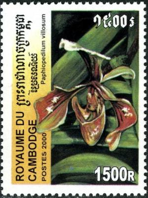 Colnect-3025-450-Paphiopedilum-villosum.jpg