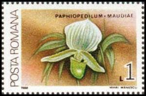 Colnect-3197-903-Paphiopedilum-maudiae.jpg