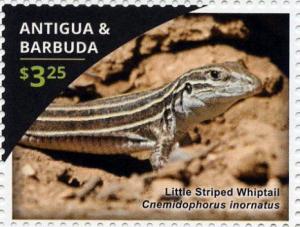 Colnect-3643-955-Little-Striped-Whiptail-Cnemidophorus-inornatus.jpg