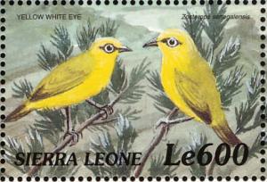 Colnect-3807-384-African-Yellow-White-eye-Zosterops-senegalensis.jpg