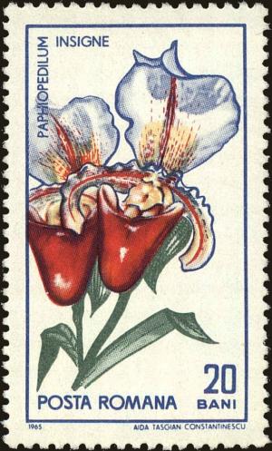 Colnect-5046-466-Paphiopedilum-insigne.jpg