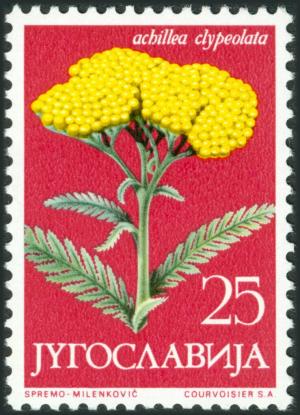 Colnect-5670-672-Achillea-Clypeolata.jpg