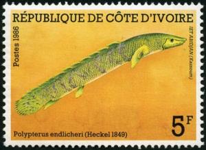 Colnect-955-438-Saddled-Bichir-Polypterus-endlicheri.jpg